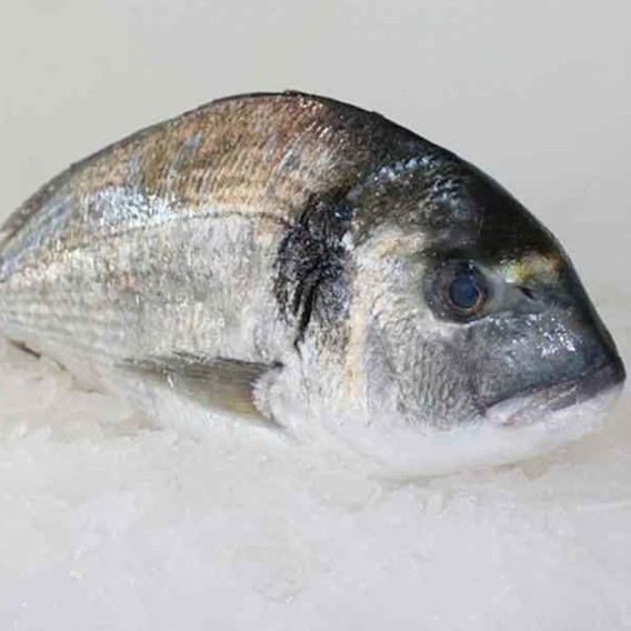 Dourada galega selvagem fresca
