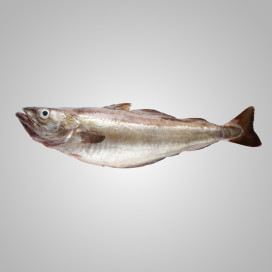 Bacalhau fresco 4 Kg