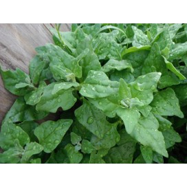 Espinafres Molho +-800gr