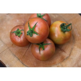 Tomate Salada  kg